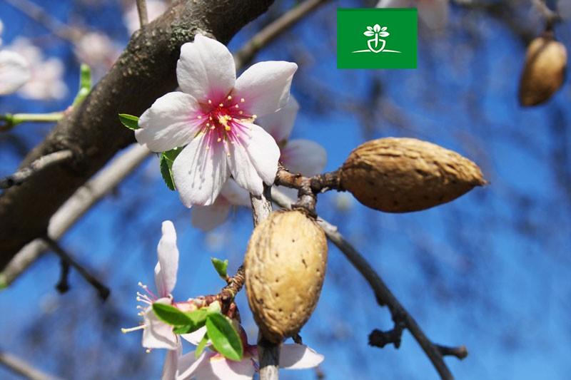 آشنایی با آفات مهم درخت بادام
