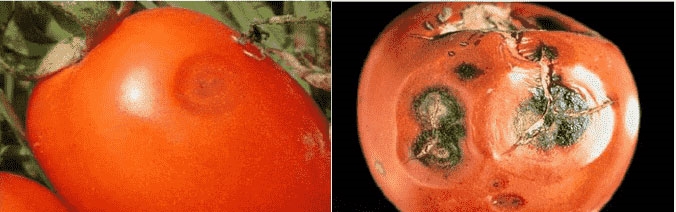 بیماری های مهم گوجه فرنگی 
