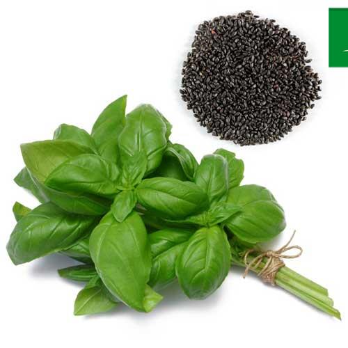  تولید بذر ریحان