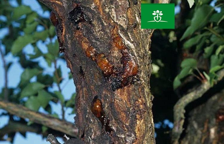 بیماری باکتریایی درخت آلبالو(Plum bacterial spot)