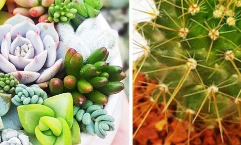 کاشت بذر کاکتوس از بذر تا پرورش
