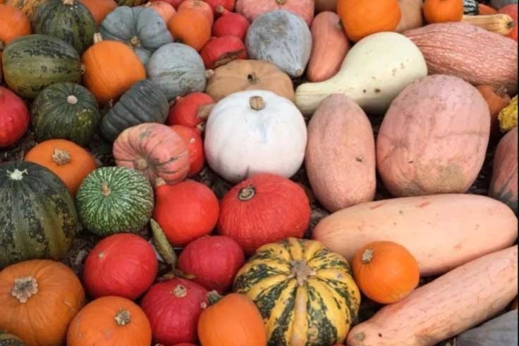 راهکار های موثر برای کاشت کدو