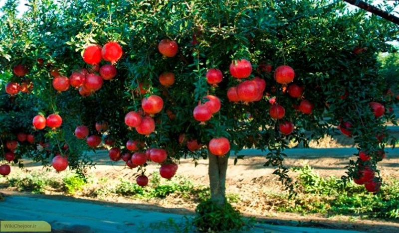 برنامه ریزی برای تغذیه انار
