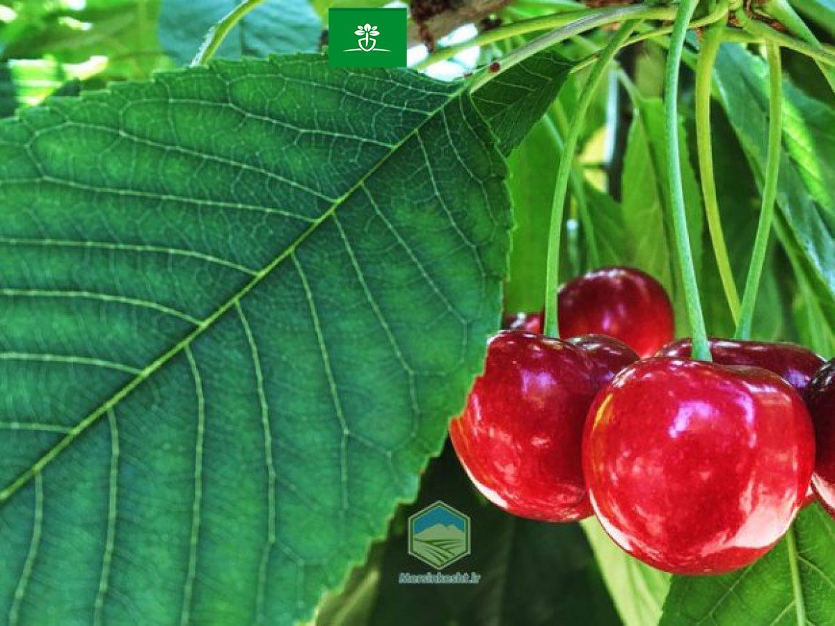 علت های ریز ماندن گیلاس