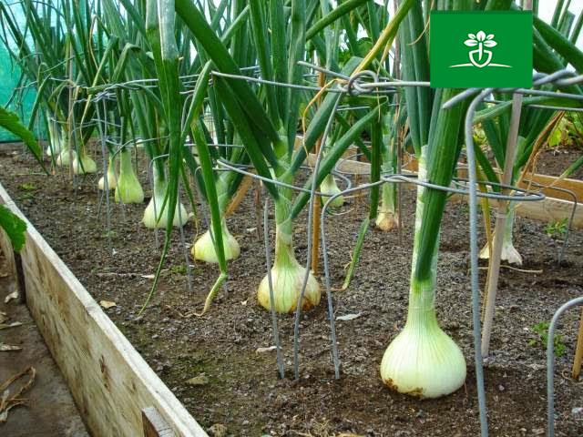 خاک مناسب برای کاشت پیاز