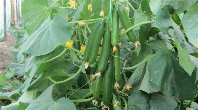 بیماری های مهم خیار 