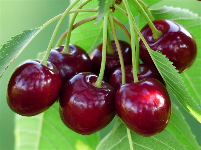 کاشت و نگه داری درخت گیلاس