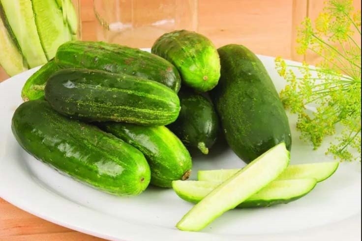 شرایط لازم برای کاشت خیار