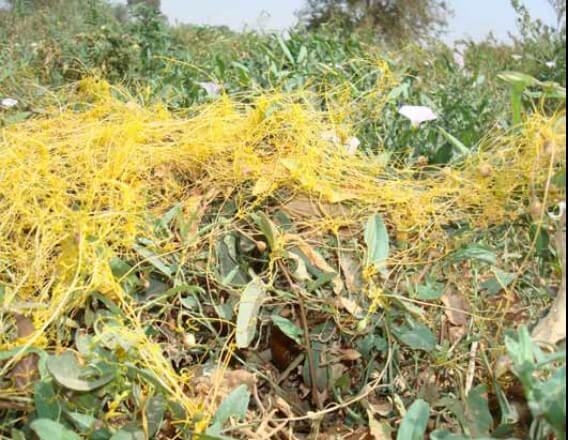 گیاه انگلی سس