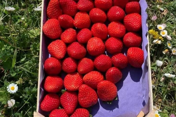 بررسی بیماری های گیاه توت فرنگی