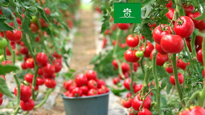 چگونه تولید گوجه فرنگی را دوبرابر کنیم؟ 