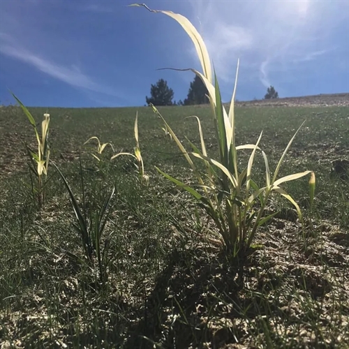 علف هرز، چالشی برای باغبانان! 