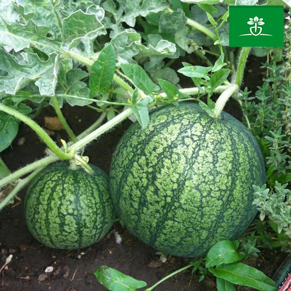 تولید اصولی بذر هندوانه