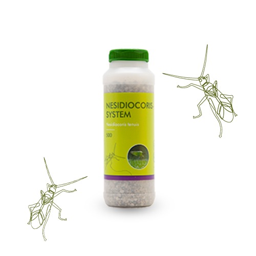 سن شکارگر نزیدیوکوریس Nesidiocoris spp