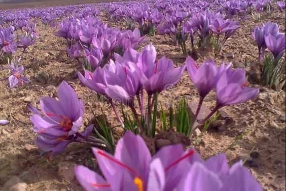 کاشت طلای سرخ! 