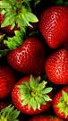 کشت گلخانه ای توت فرنگی