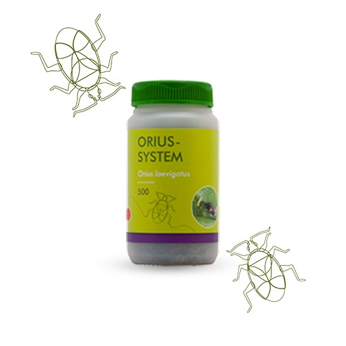 سن شکارگر اوریوس orius spp