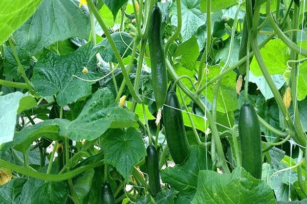 نکات پرورش خیار گلخانه ای 