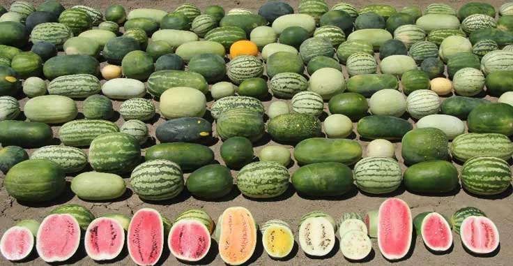 کاشت هندوانه با راهکار های بهینه سازی! 