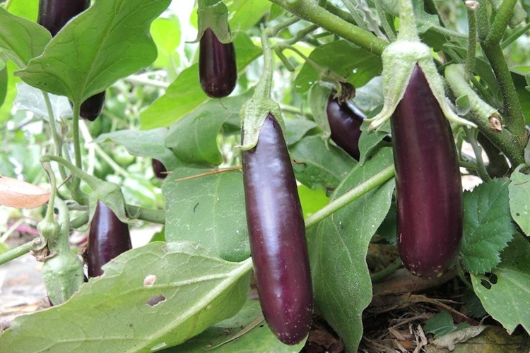 کشت بادمجان