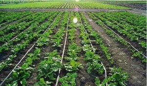 اجرای آبیاری قطره ای در مزرعه و نکات اصلی